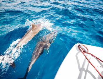 two dolphins swim by boat