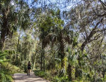 person hiking along a palm tree lined Florida trail