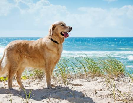 30a Pet Friendly Rentals