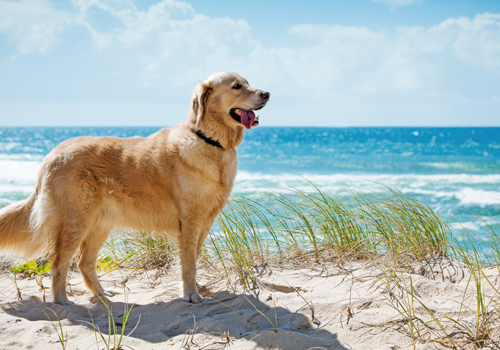 30A Pet Friendly Rentals