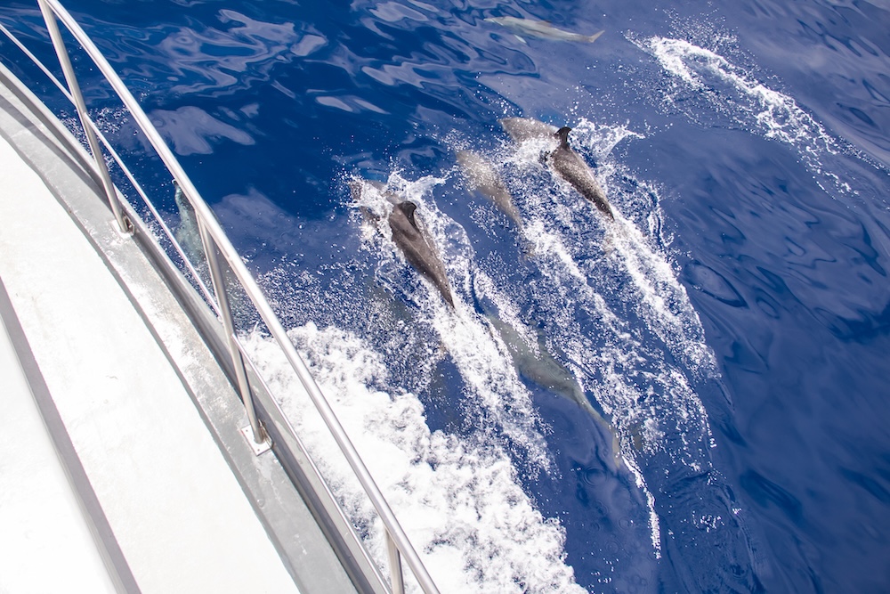Dolphin cruise in 30A.